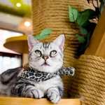 5 Kafe Kucing Jogja Terbaik: Tempat Seru Melepas Penat