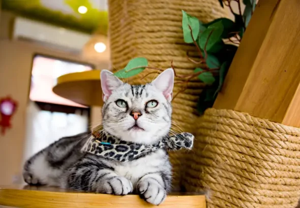 5 Kafe Kucing Jogja Terbaik: Tempat Seru Melepas Penat