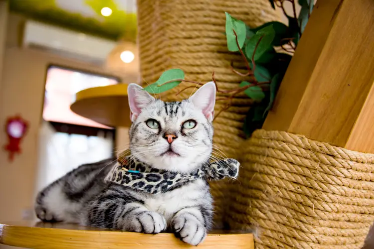 5 Kafe Kucing Jogja Terbaik: Tempat Seru Melepas Penat